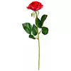 Rød rose