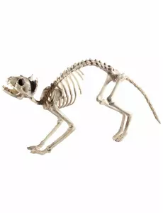 Halloween-skjelettkattdekorasjon