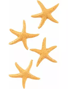 4 harpikssjøstjerner 4,5 cm