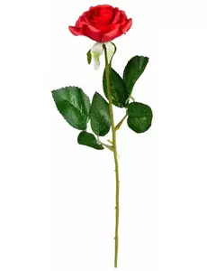 Rød rose