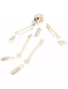 12-delers Halloween-pose med bein