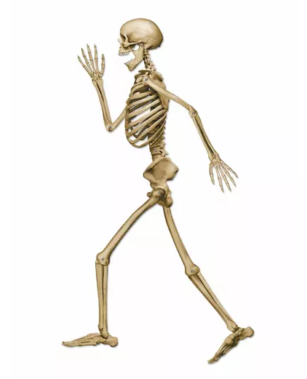 Beige Halloween Walking Skeleton Decoration 94cm