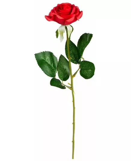 Rød rose
