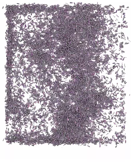 1 kg pose med naturlige lavendelblomster, bilde 2